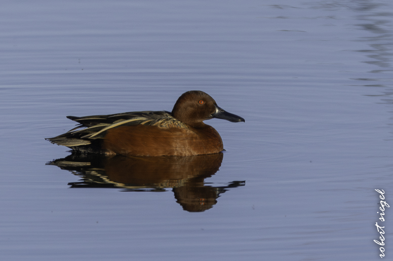 emily renzel wetlands 2026